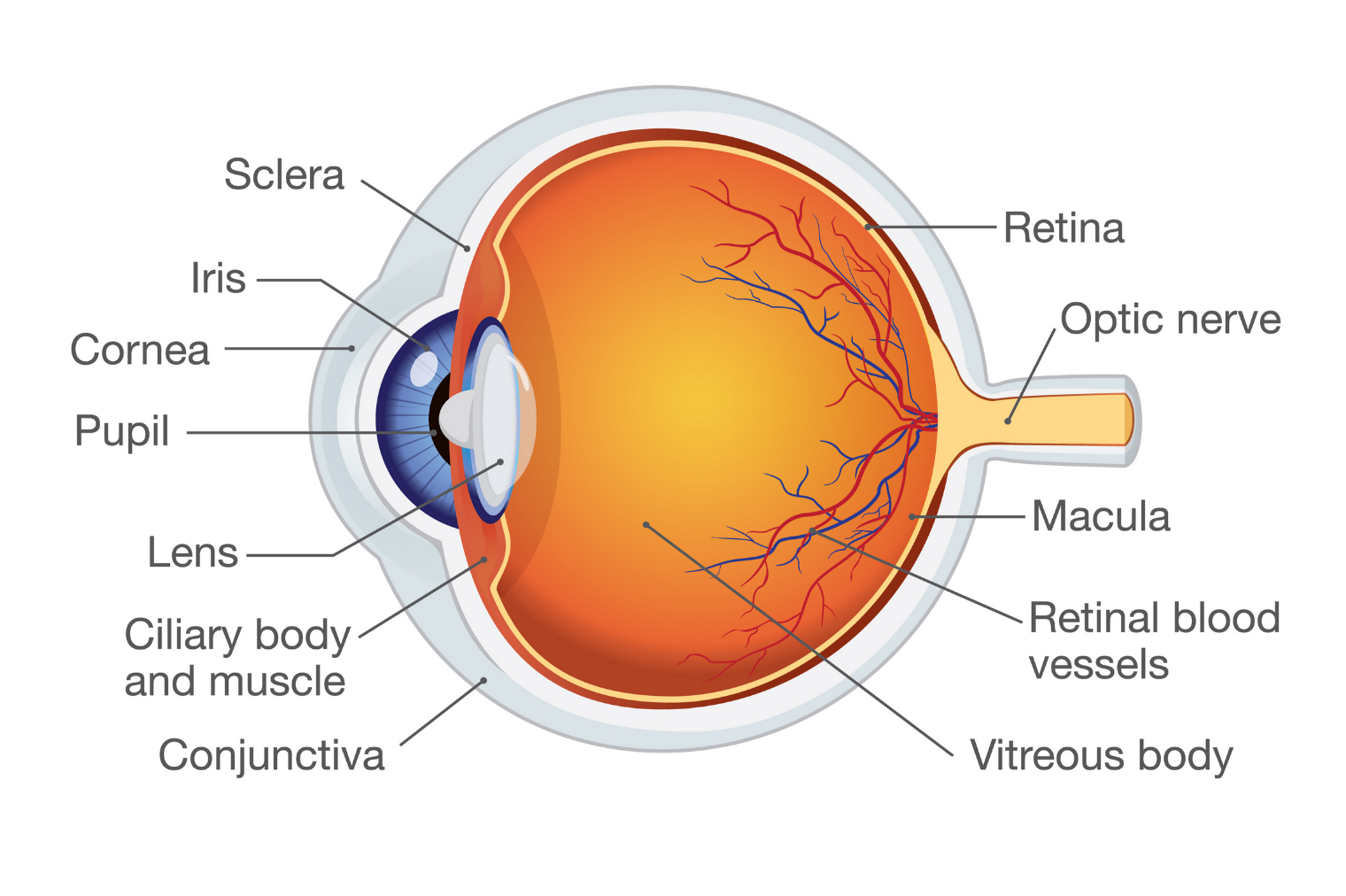 How the Eyes Work National Eye Institute