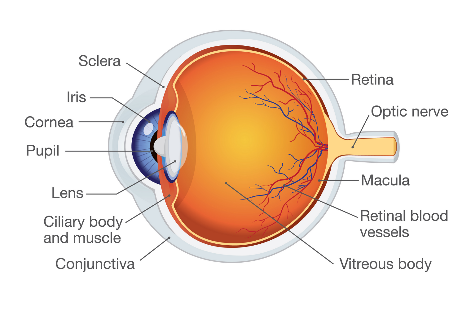 Anatomy of the human eye